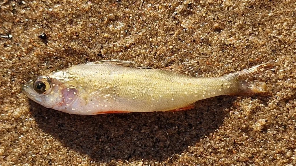 Perca fluviatilis