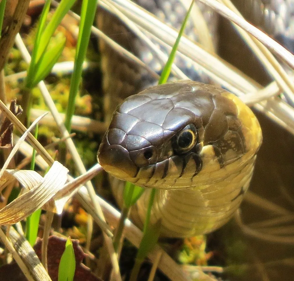 Cobra-de-água-de-colar