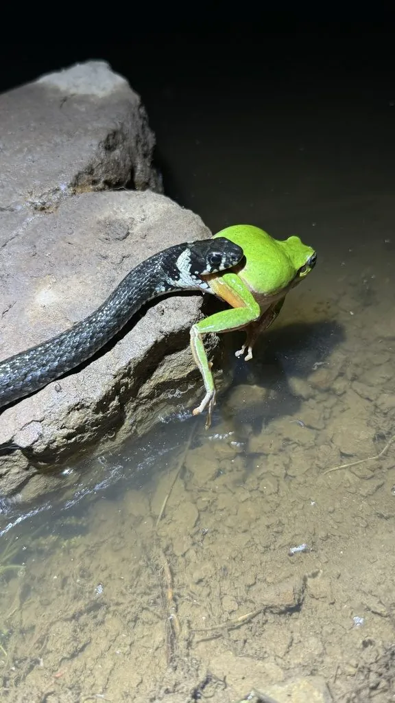Cobra-de-água-de-colar