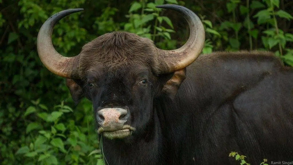 Gauro