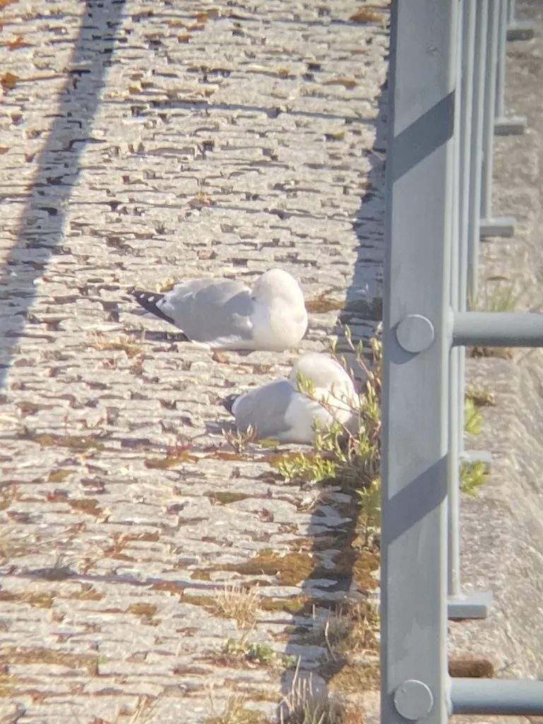 famego