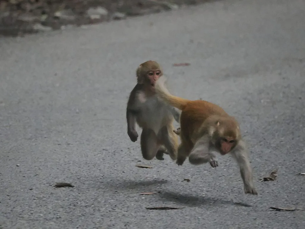 Macaco-rhesus