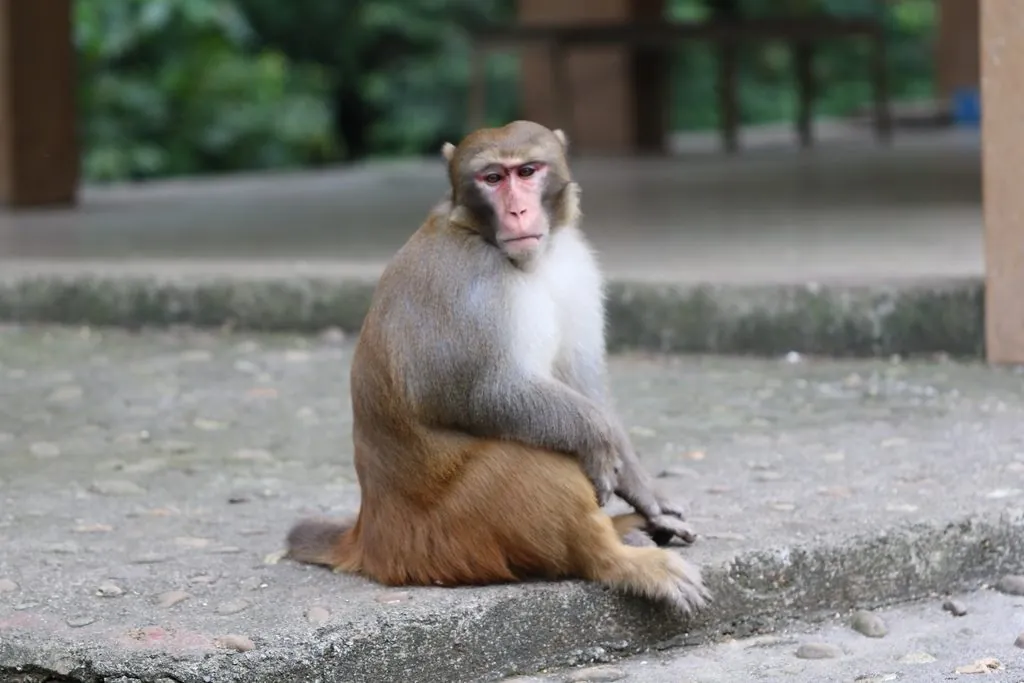 Macaco-rhesus