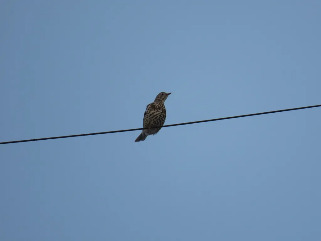 Turdus viscivorus