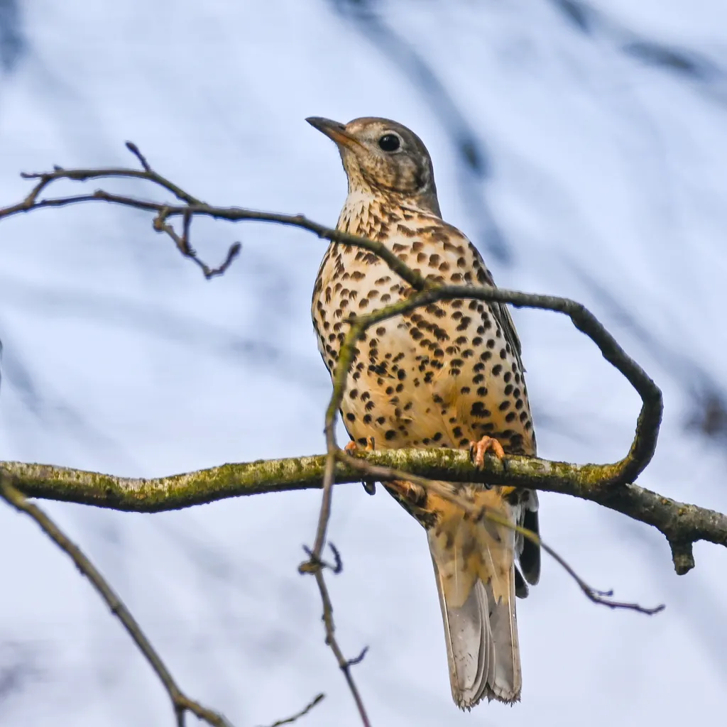 Turdus viscivorus