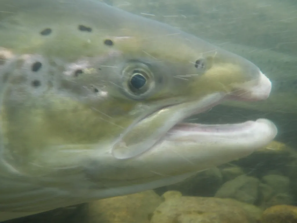 Salmo salar
