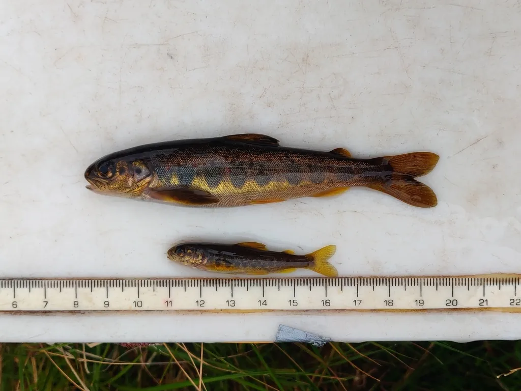 Salmo salar