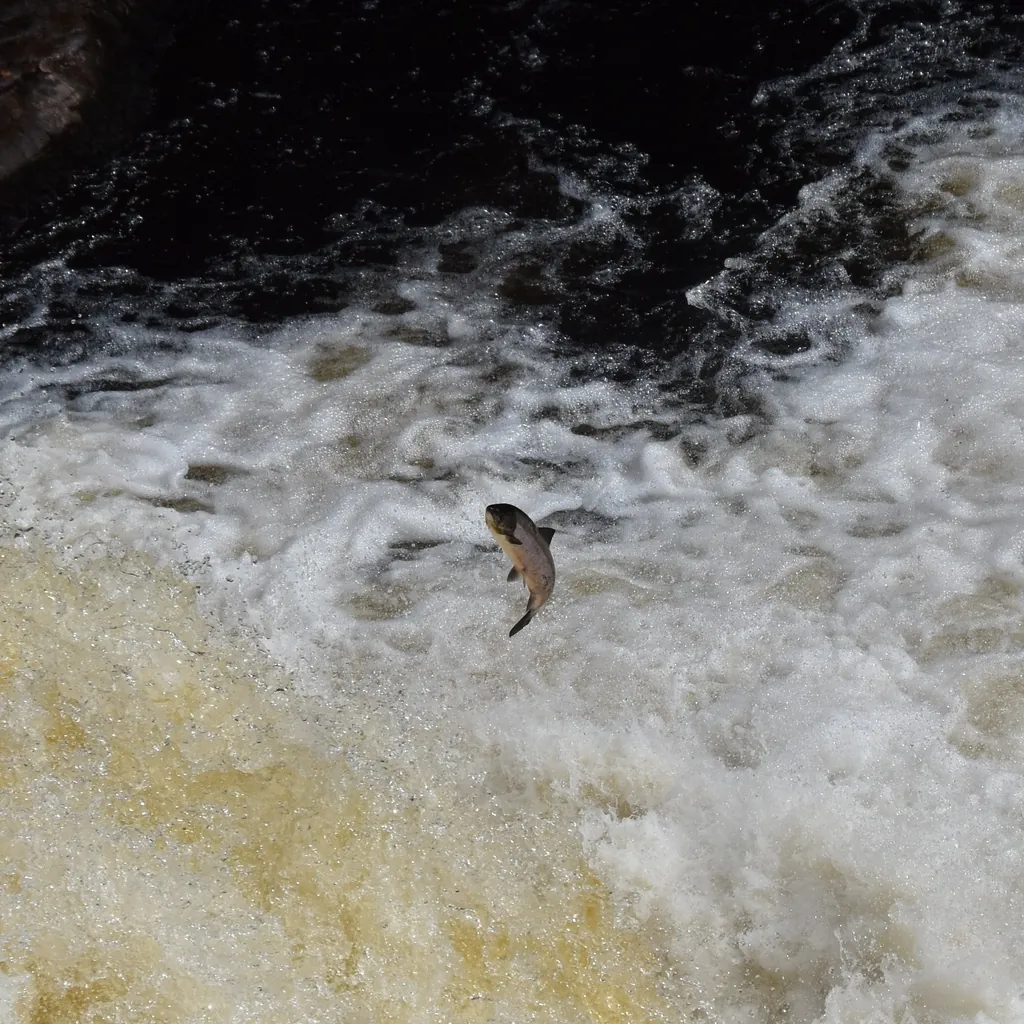 Salmo salar