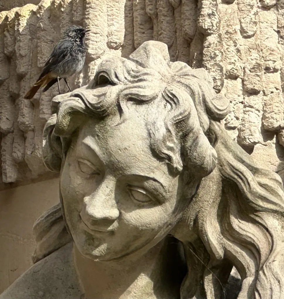 Rabirruivo-preto