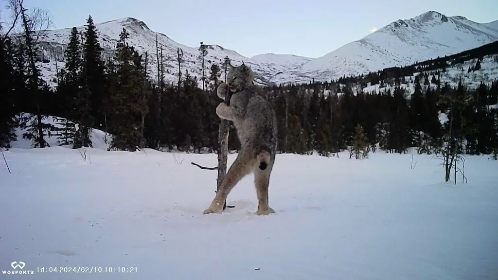 Lince-canadense