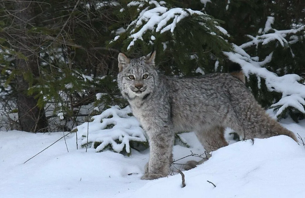 Lince-canadense