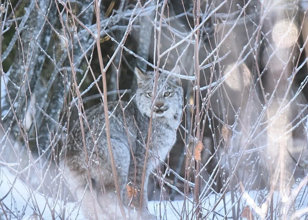Lince-canadense