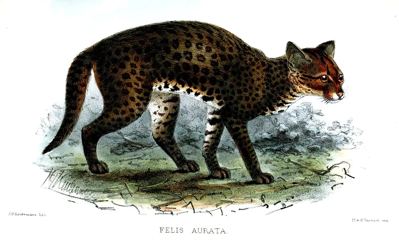 Gato-dourado-africano