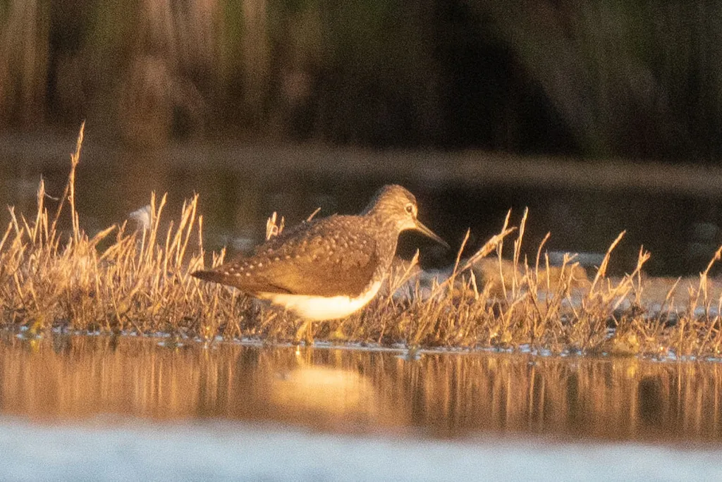 Maçarico-bique-bique