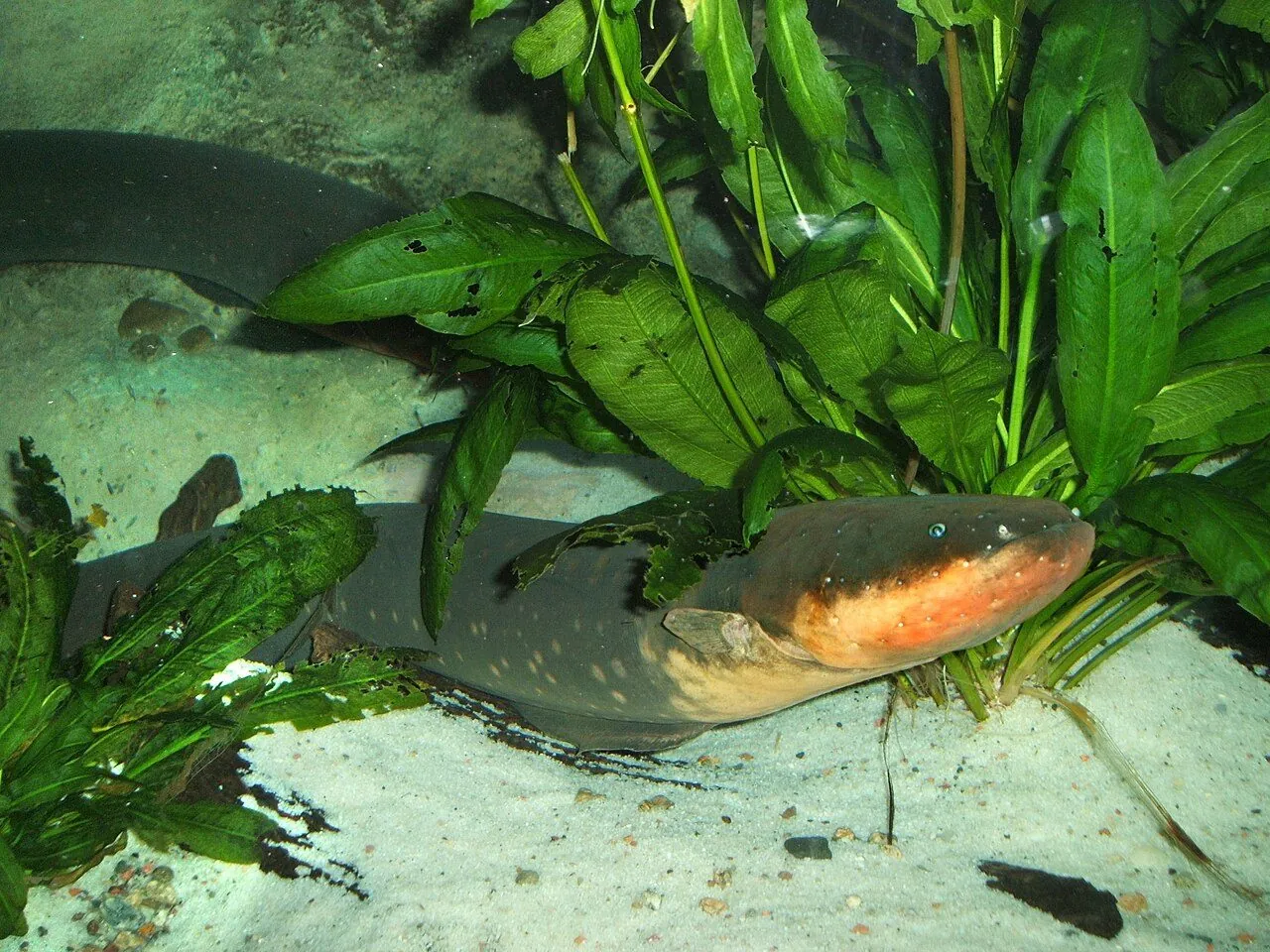 Poraquê