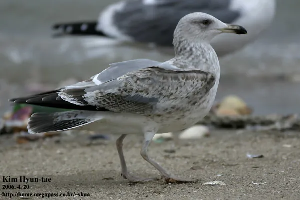 Gaivota-de-asa-escura