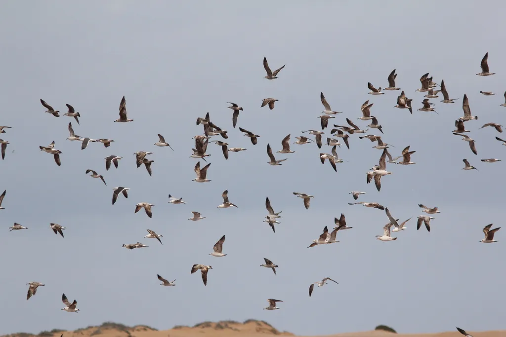 Gaivota-de-asa-escura