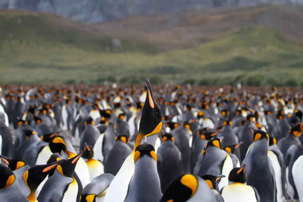 Pinguim-rei
