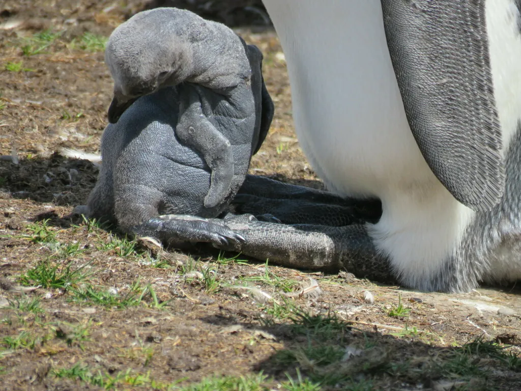 Pinguim-rei