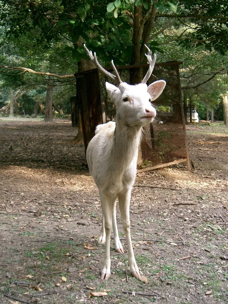 Cervo-sika