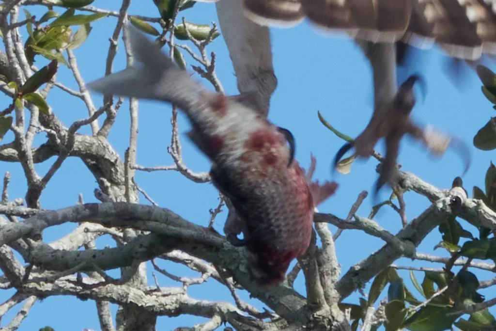 Mugil cephalus