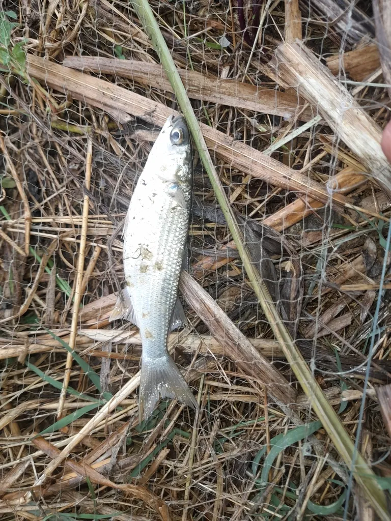 Mugil cephalus