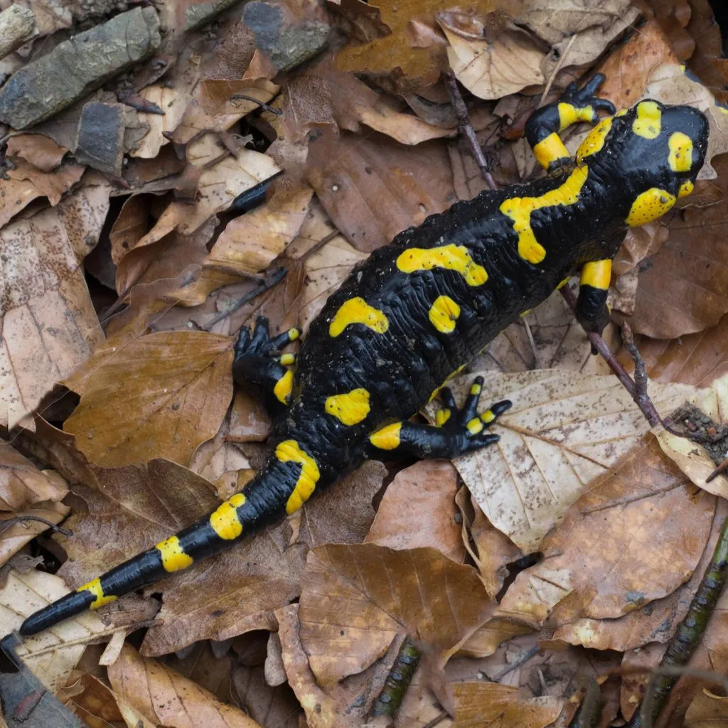 Salamandra-de-fogo