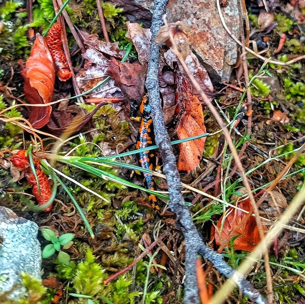 Salamandra-de-fogo