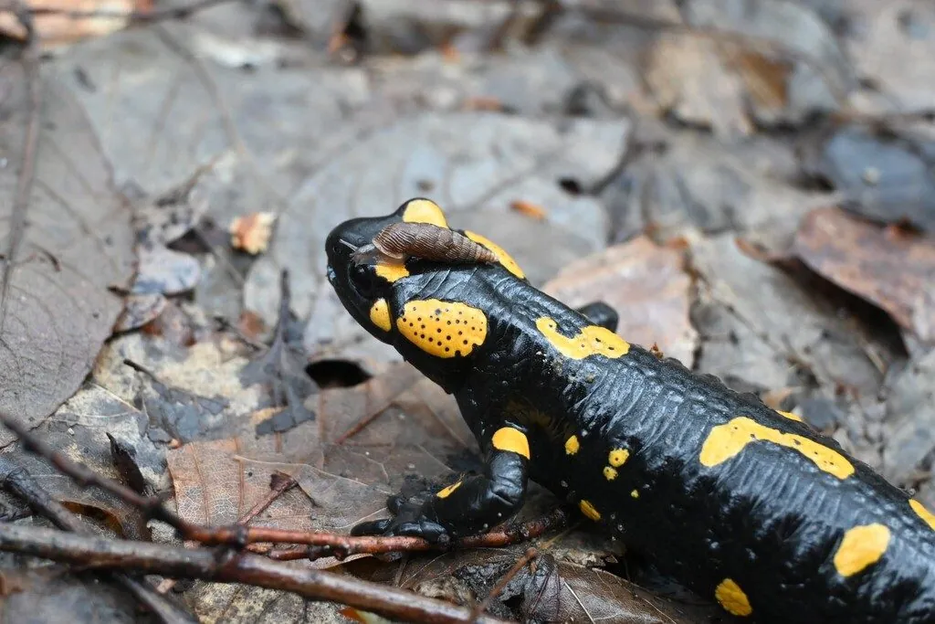 Salamandra-de-fogo