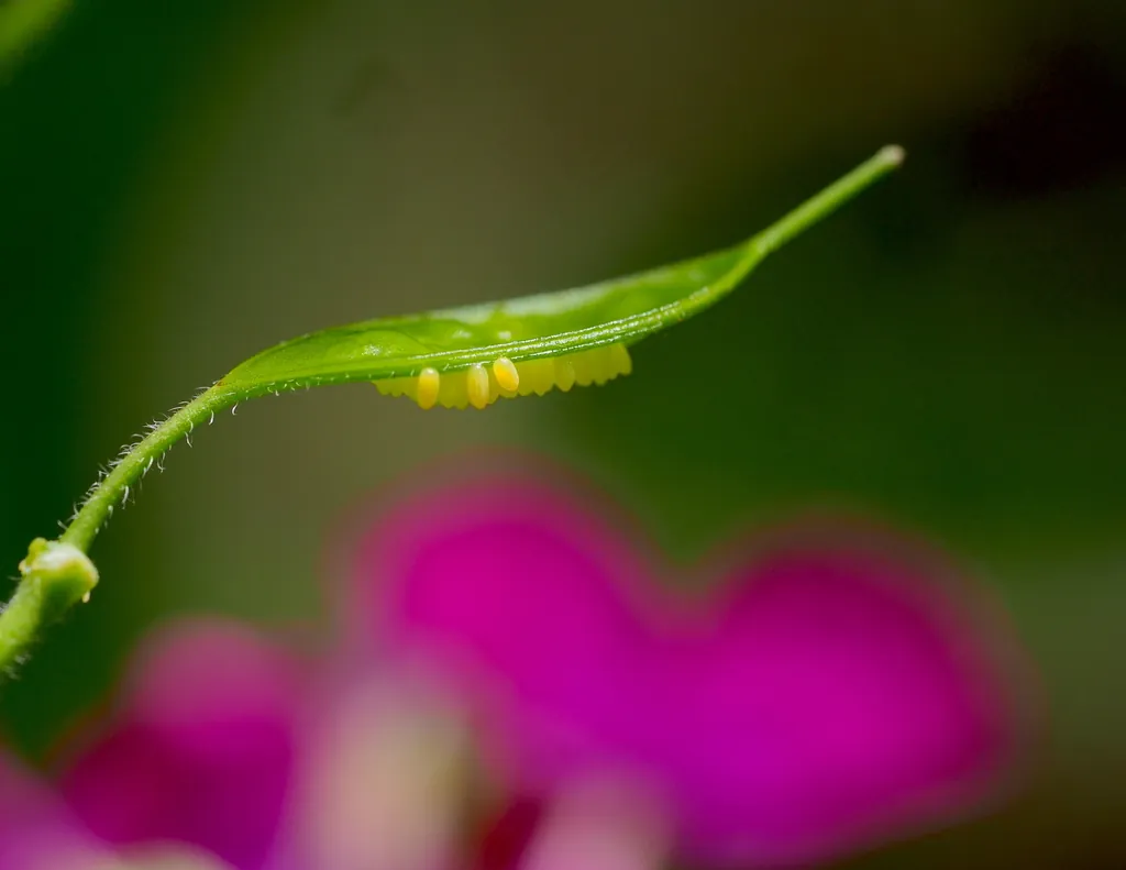 Borboleta‑da‑couve