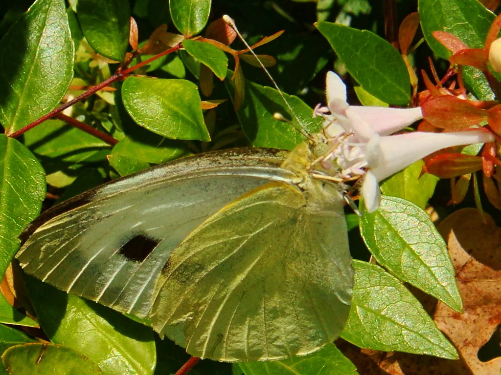 Borboleta‑da‑couve