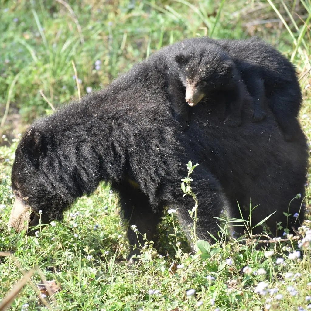Urso-beiçudo