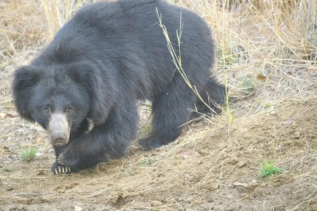 Urso-beiçudo