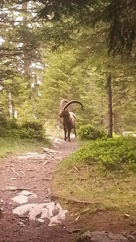Íbex
