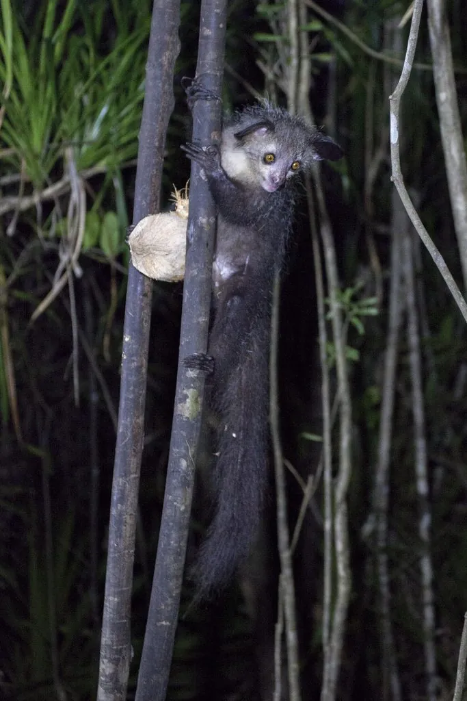 Aie-aie
