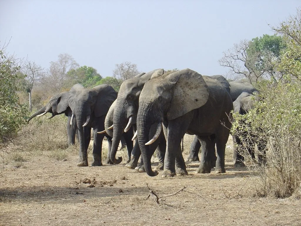 Elefante-da-floresta