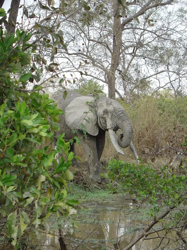 Elefante-da-floresta