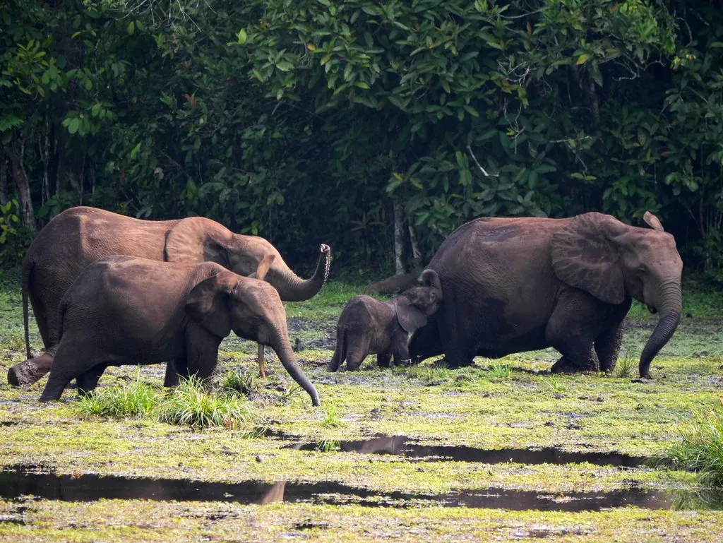 Elefante-da-floresta