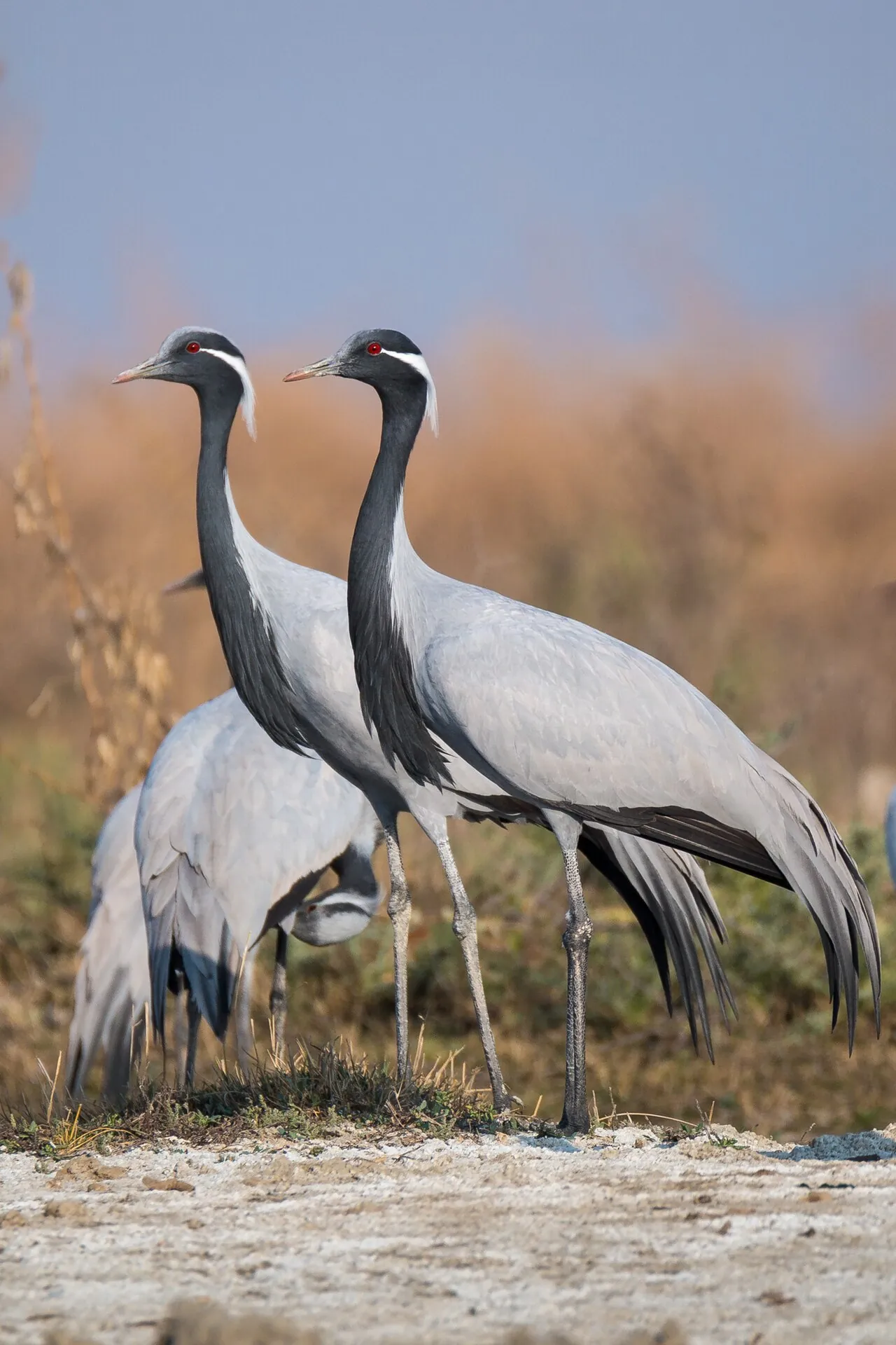 Grus virgo