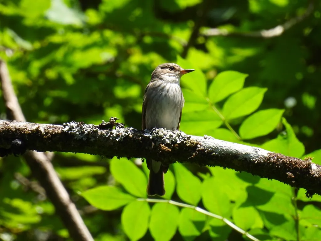 Muscicapa striata