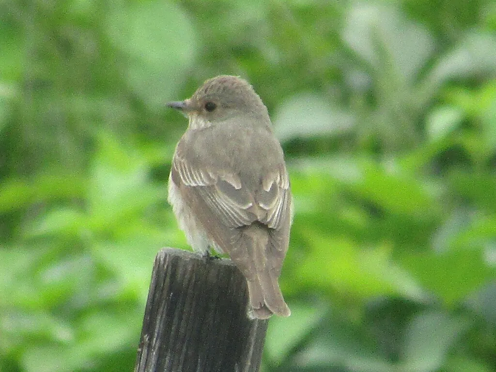 Muscicapa striata