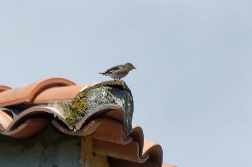 Muscicapa striata