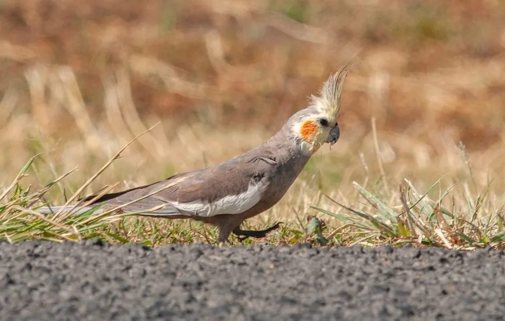 Calopsita