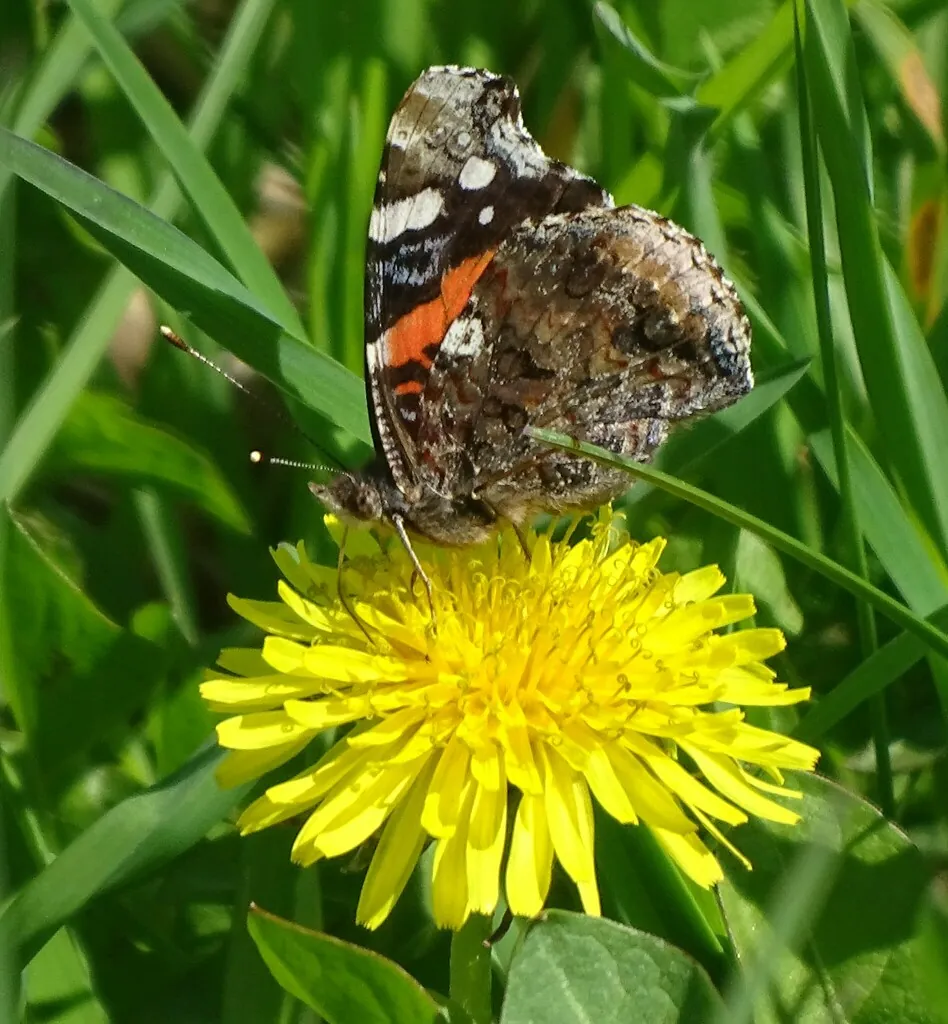 Vanessa atalanta