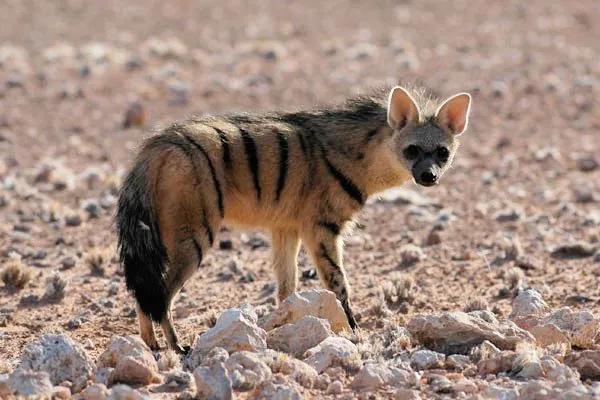 Lobo-da-terra