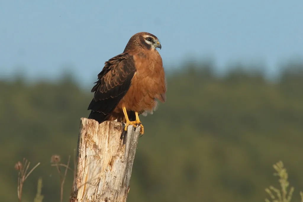 Tartaranhão-caçador