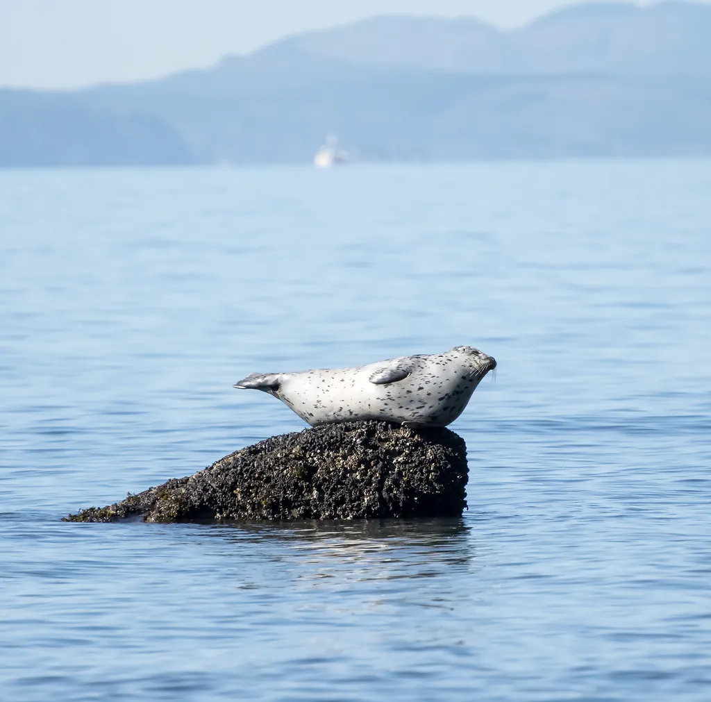 Foca-comum