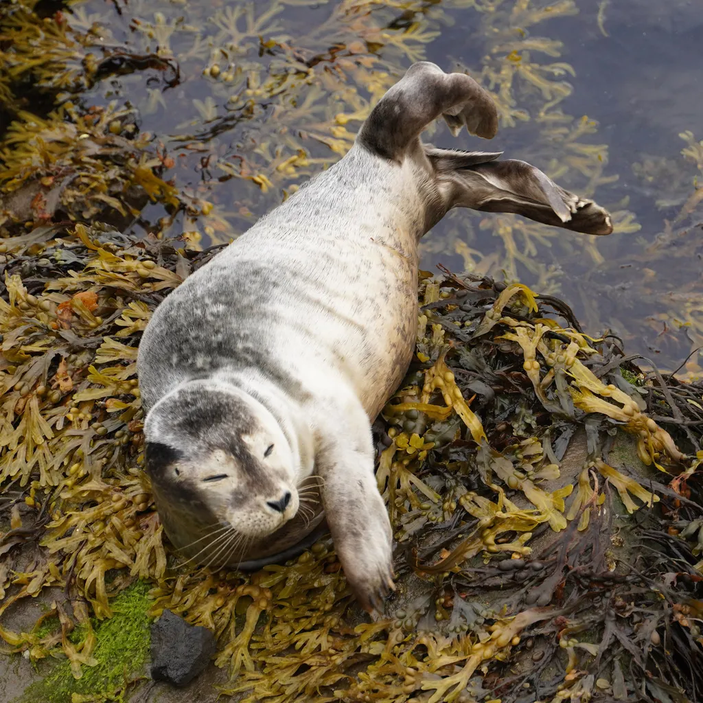Foca-comum