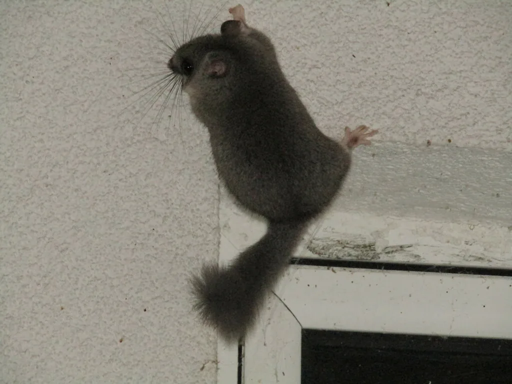 Glis
