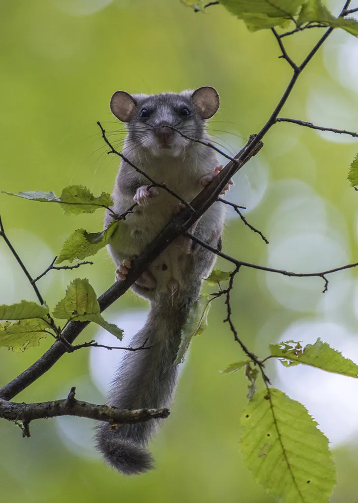 Glis
